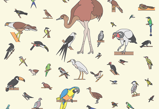 76 Brazilian Birds